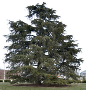 Cedrus Libani ssp. stenocoma 'Purdue Hardy' (Cedar of Lebanon) Cedrus Libani ssp. stenocoma 'Purdue Hardy' (Cedar of Lebanon)