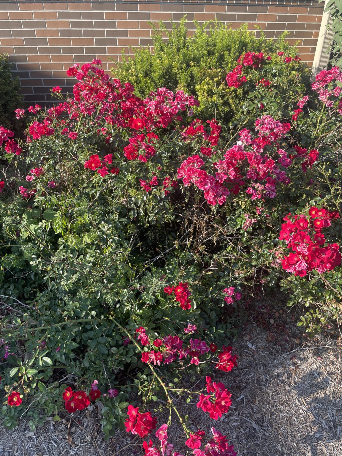 Rosa rugosa – Purdue Arboretum Explorer