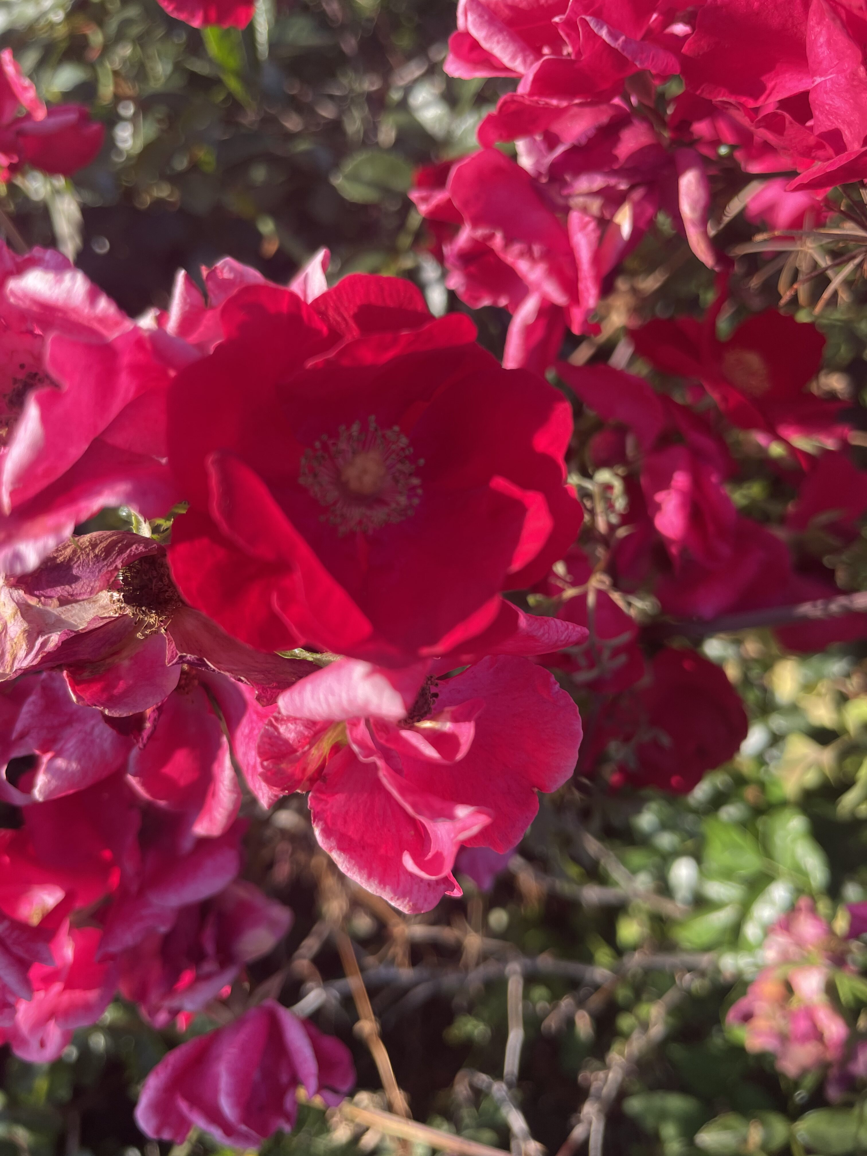 Rosa rugosa – Purdue Arboretum Explorer