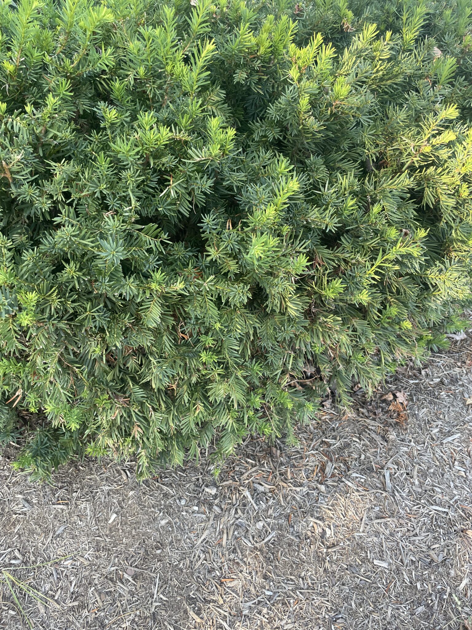 Taxus sp.  Purdue Arboretum Explorer