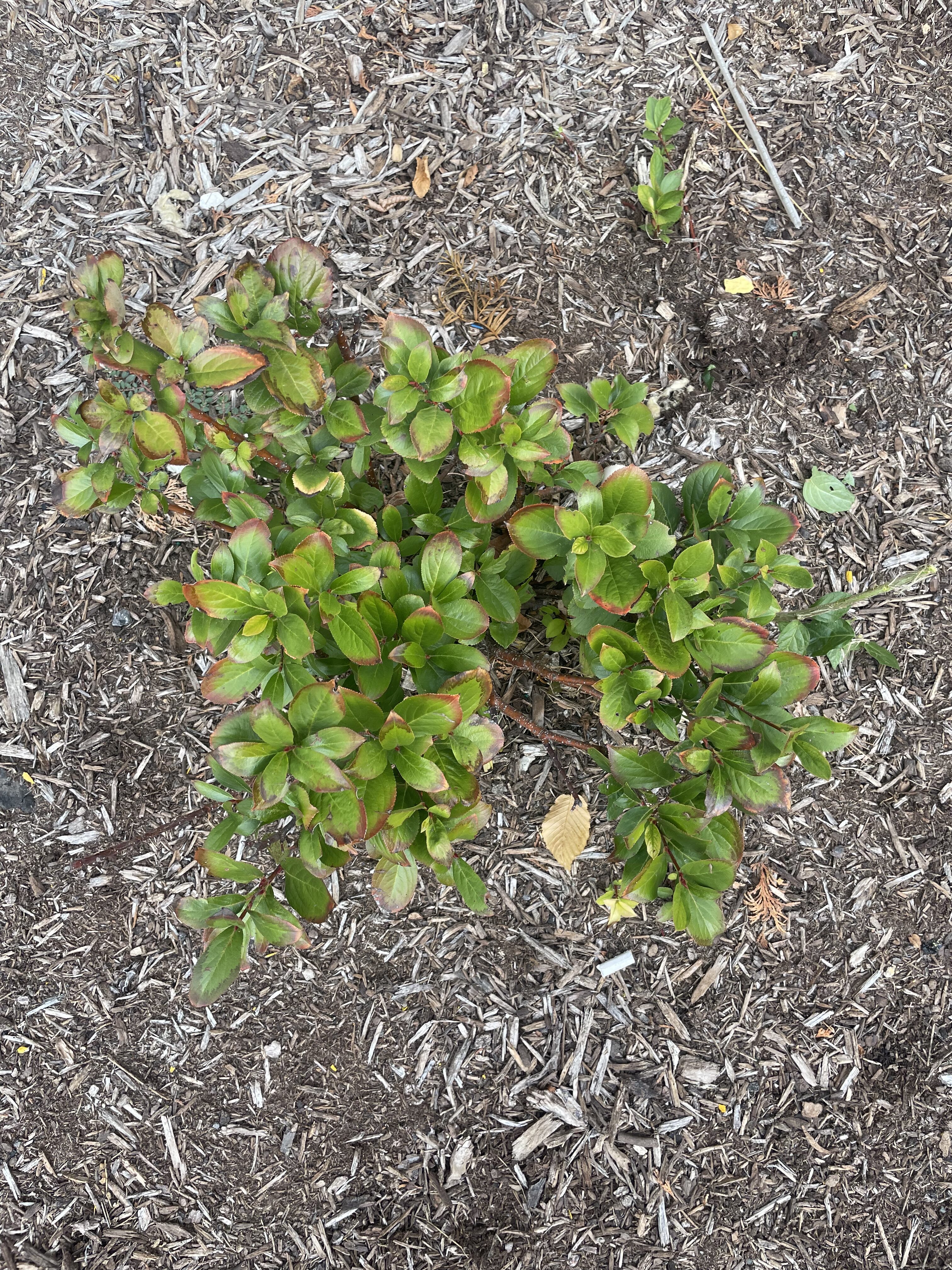 Arbacia lixula africana　棘付き標本 Aronia melanocarpa 'Morton' [sold as Iroquis Beauty™] – Purdue