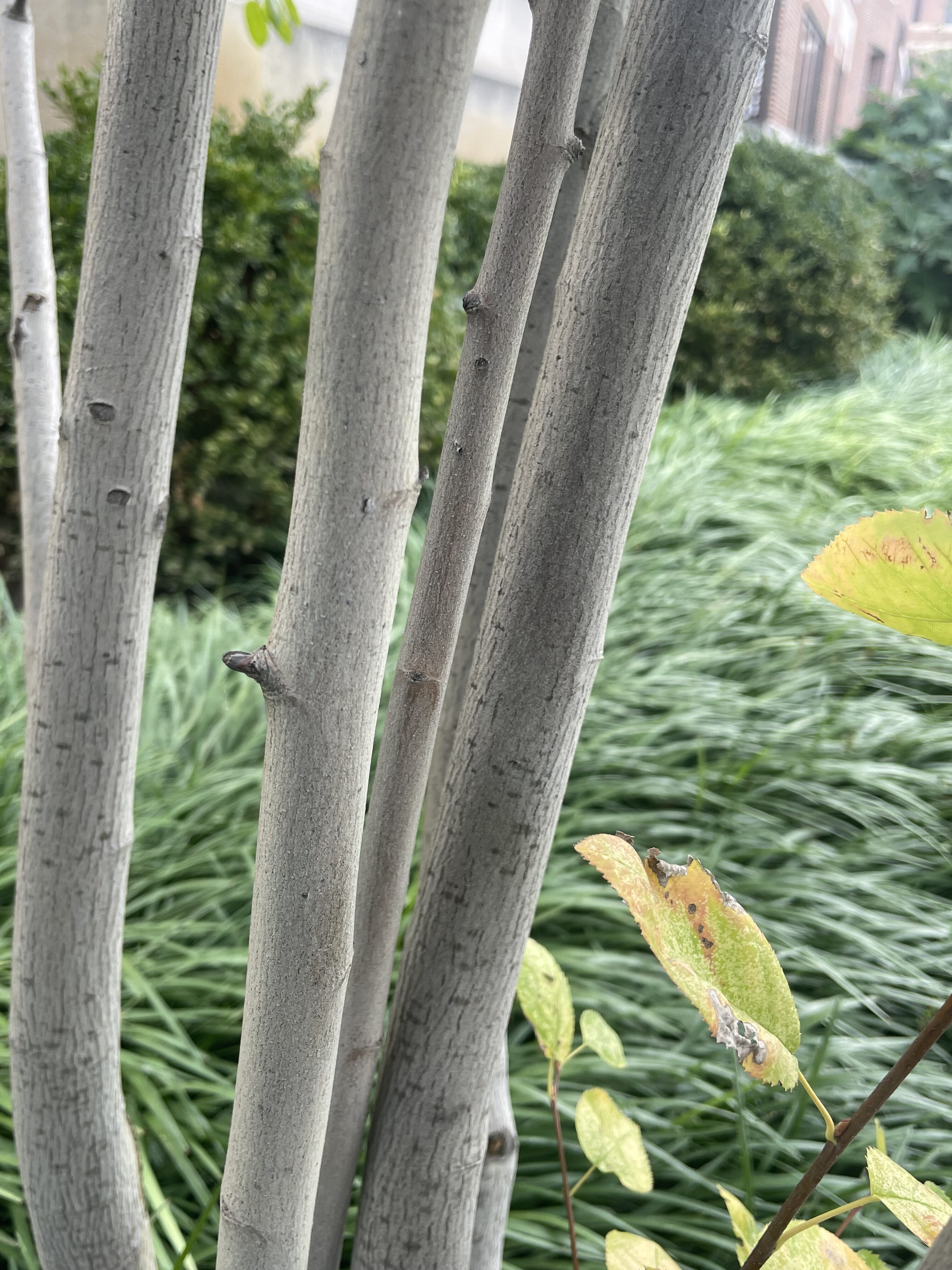 Amelanchier × grandiflora ‘Ballerina’ – Purdue Arboretum Explorer