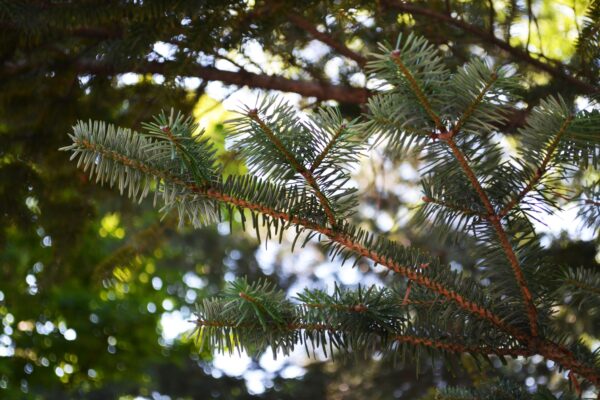 Abies homolepis - Foliage