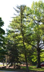 Abies homolepis - Summer Habit