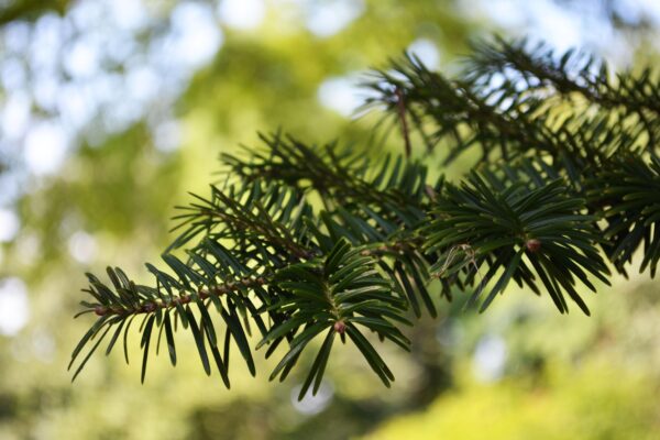 Abies homolepis - Foliage