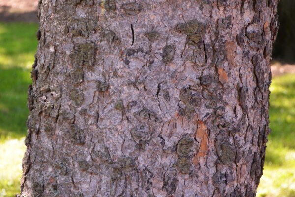 Abies homolepis - Bark