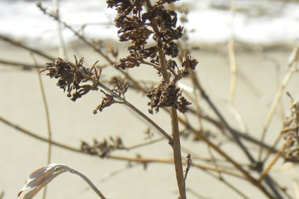 Buddleia davidii - Remnant Flower in Winter