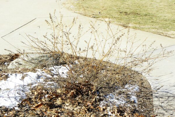 Buddleia davidii - Winter Habit