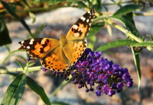 Buddleia davidii - Butterfly on Flower