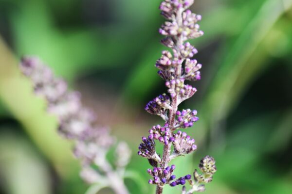 Buddleia davidii - Buds