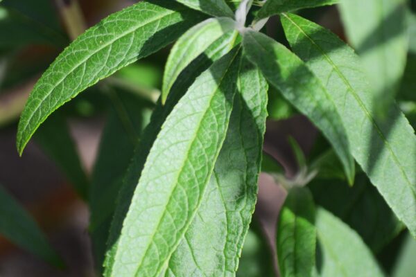 Buddleia davidii - Foliage