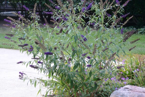 Buddleia davidii - Summer Habit