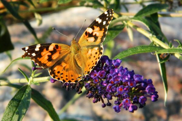 Buddleia davidii - Butterfly on Flower