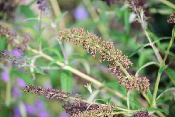 Buddleia davidii - Old Flowers