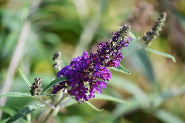 Buddleia davidii - Flower