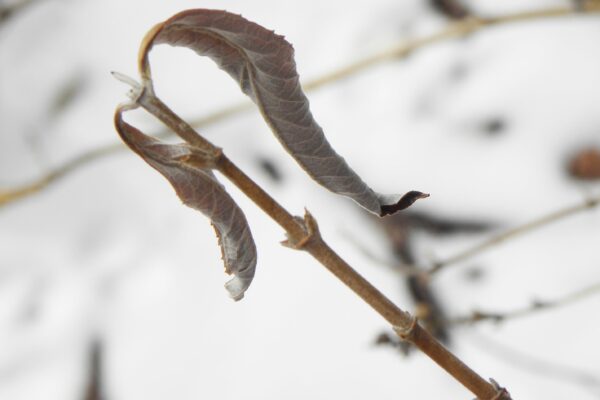 Buddleia davidii ′White Profusion′ - Buds