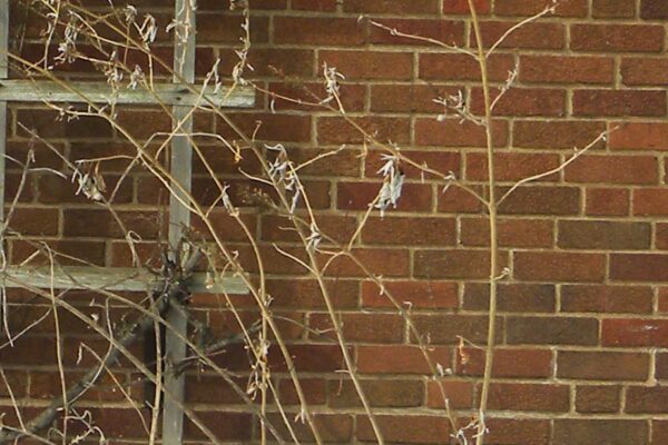 Buddleia davidii ′White Profusion′ - Winter Habit