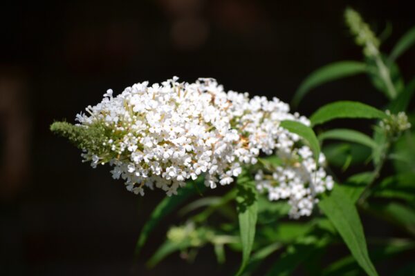 Buddleia davidii ′White Profusion′ - Flower