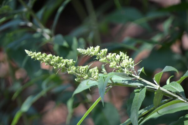 Buddleia davidii ′White Profusion′ - Flower Buds