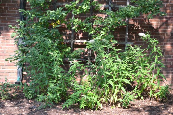 Buddleia davidii ′White Profusion′ - Summer Habit