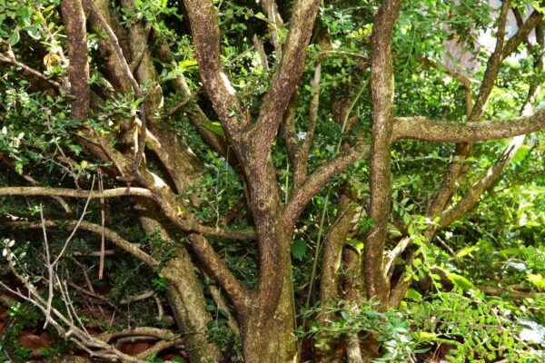 Buxus microphylla - Bark