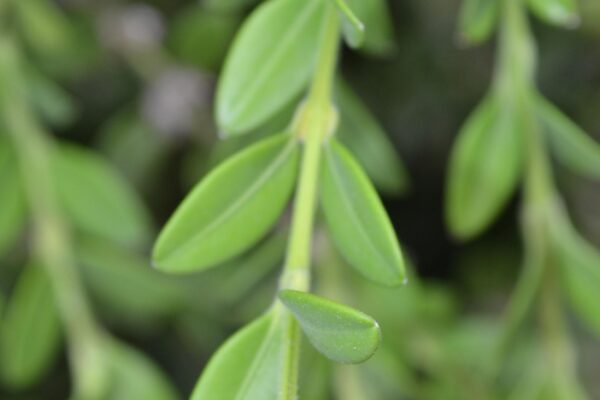Buxus microphylla - Foliage