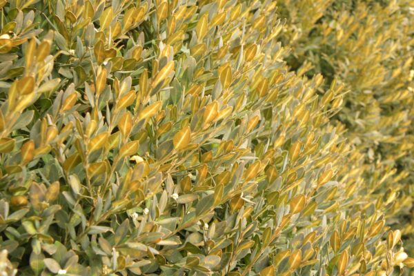 Buxus microphylla - Winter Foliage