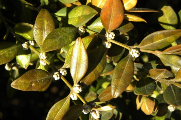 Buxus microphylla - Buds and Foliage in Winter