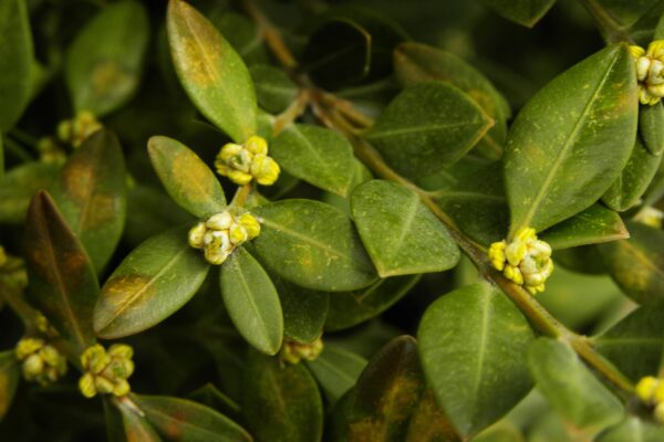 Buxus microphylla - Flowers
