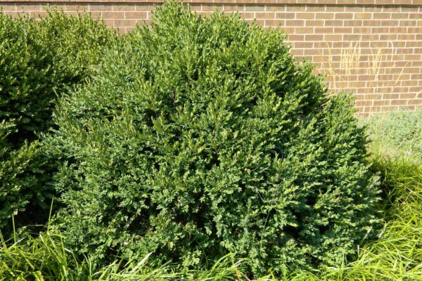 Buxus microphylla - Summer Habit