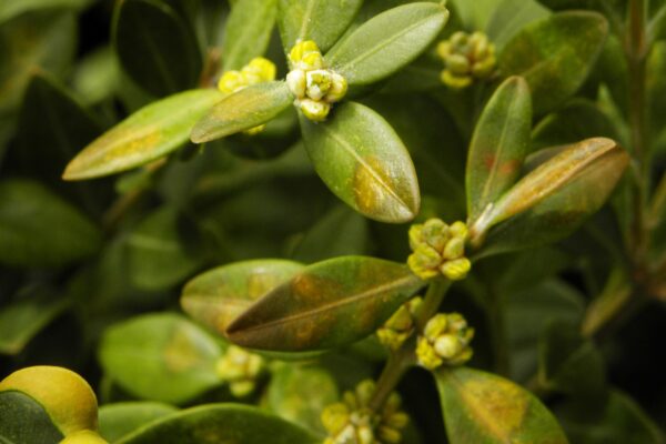 Buxus microphylla - Flowers