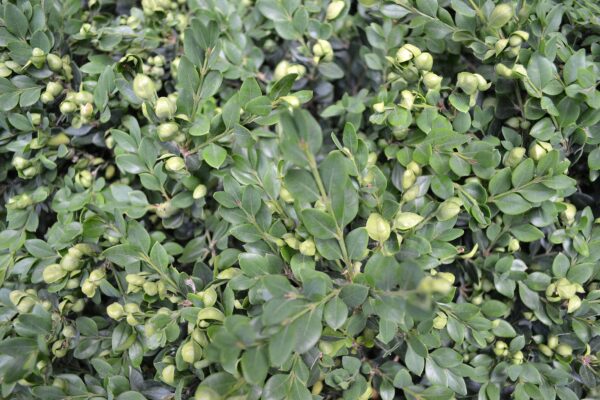 Buxus × ′Green Velvet′ - Foliage