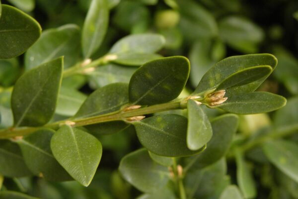 Buxus × ′Green Velvet′ - Buds