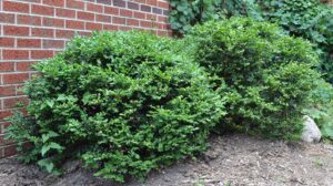 Buxus × ′Green Velvet′ - Overall Shrub in Summer