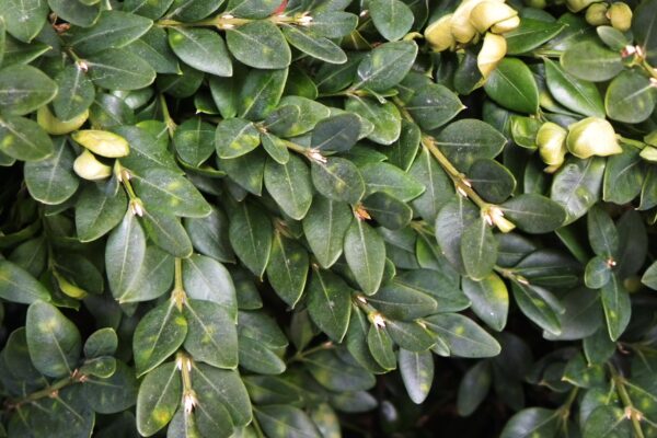Buxus × ′Green Velvet′ - Foliage