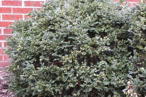 Buxus × ′Green Velvet′ - Winter Habit