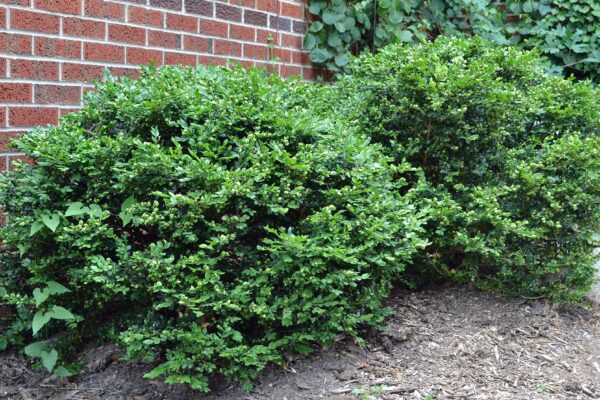 Buxus × ′Green Velvet′ - Overall Shrub in Summer