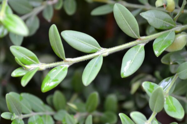 Buxus sinica var. insularis - Foliage