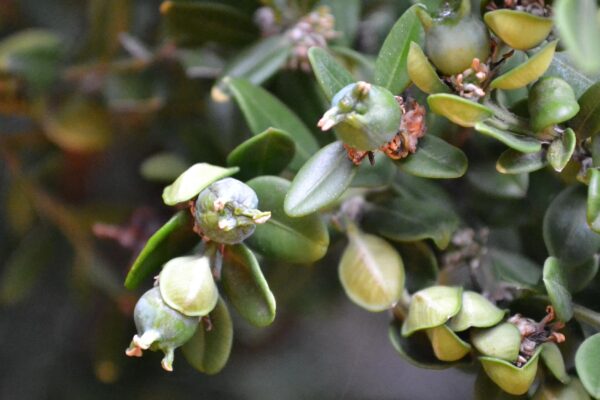 Buxus sinica var. insularis - Fruit