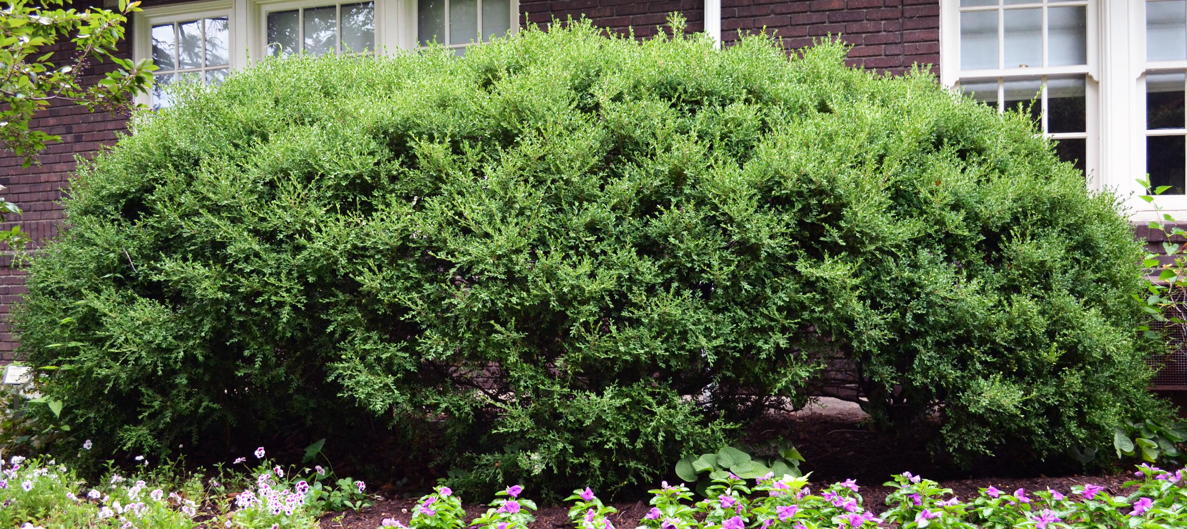 Buxus sinica var. insularis – Purdue Arboretum Explorer