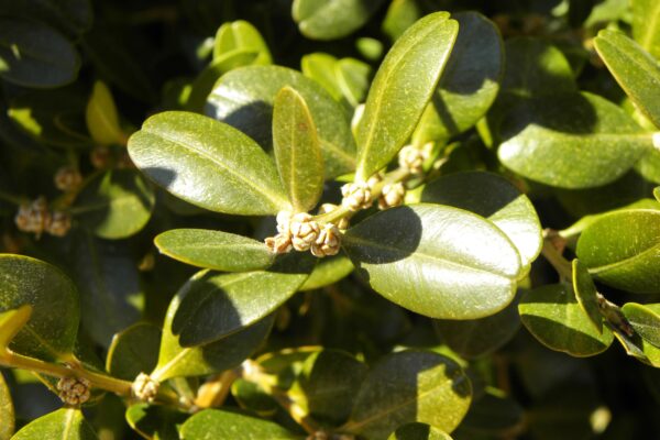 Buxus sinica var. insularis ′Wintergreen′ - Foliage and Buds