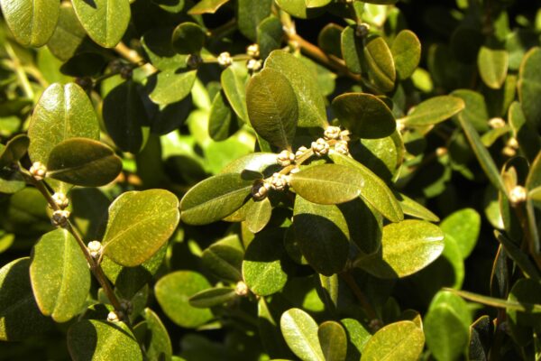 Buxus sinica var. insularis ′Wintergreen′ - Buds and Foliage