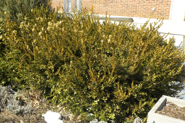 Buxus sinica var. insularis ′Wintergreen′ - Winter Habit