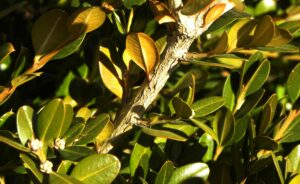 Buxus sinica var. insularis ′Wintergreen′ - Bark and Foliage