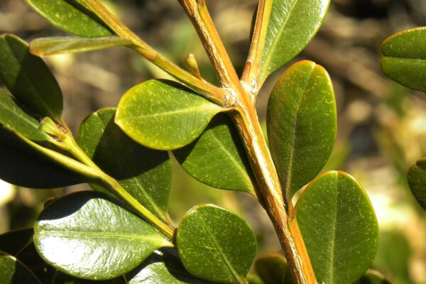 Buxus sinica var. insularis ′Wintergreen′ - Twig and Bud