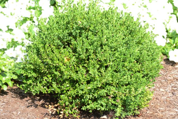 Buxus sinica var. insularis ′Wintergreen′ - Summer Habit