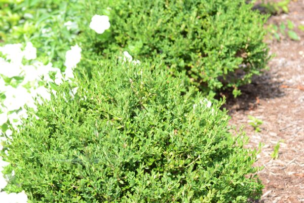 Buxus sinica var. insularis ′Wintergreen′ - Summer Habit