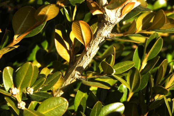 Buxus sinica var. insularis ′Wintergreen′ - Bark and Foliage