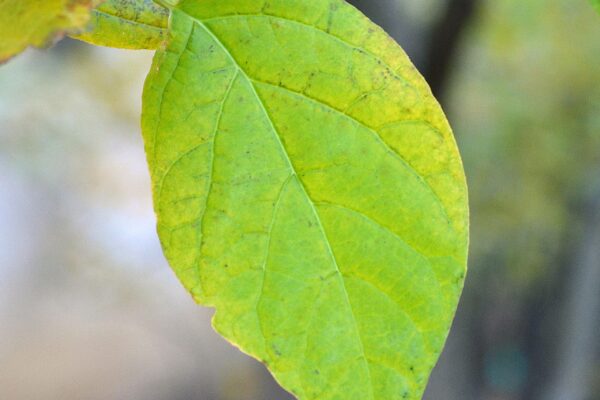 Calycanthus floridus - Leaf