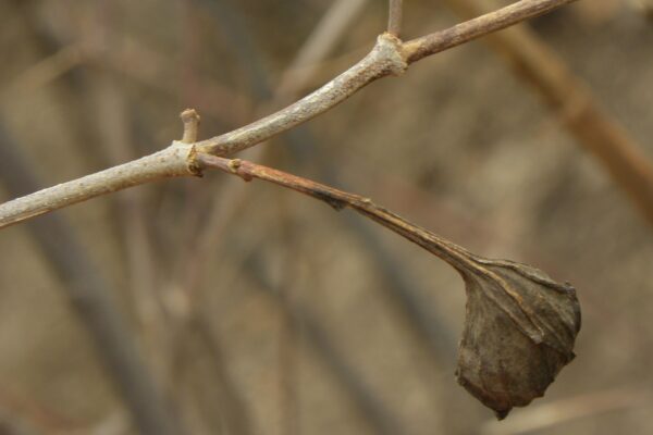 Calycanthus floridus - Old Fruit